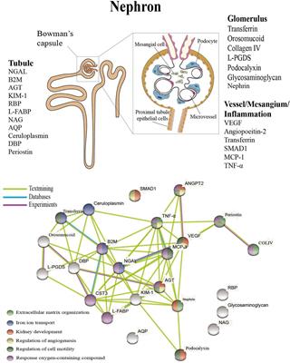 Early renal structural changes and potential biomarkers in diabetic nephropathy